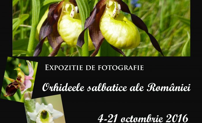orhideele-salbatice