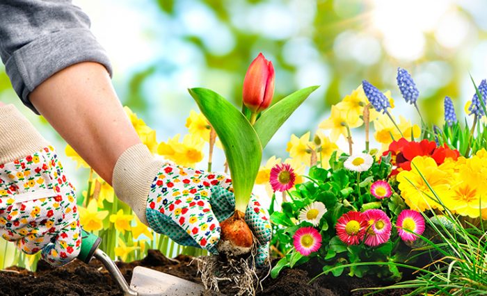curatenia de primavara 2020 gradina botanica ub
