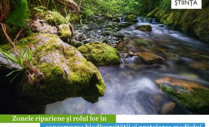 Geta Risnoveanu zonele ripariene si rolul lor